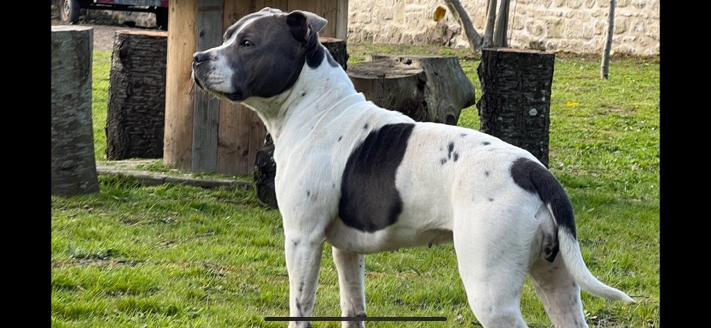 Summer Staffy Turtle's Familly
