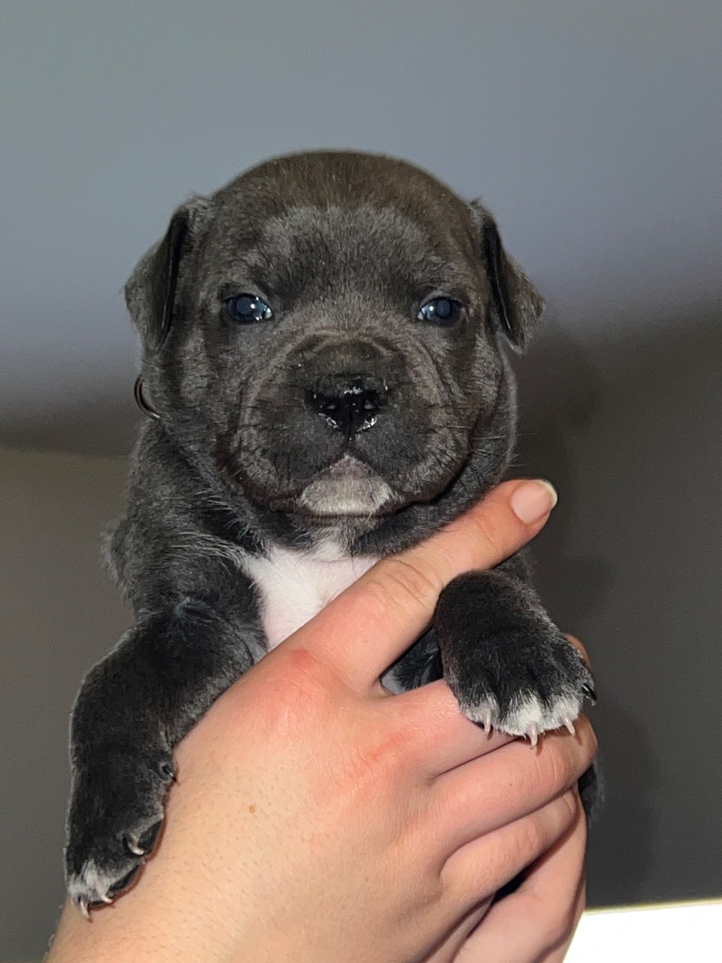 Staffy Turtle's Familly - Chiots disponibles - Staffordshire Bull Terrier