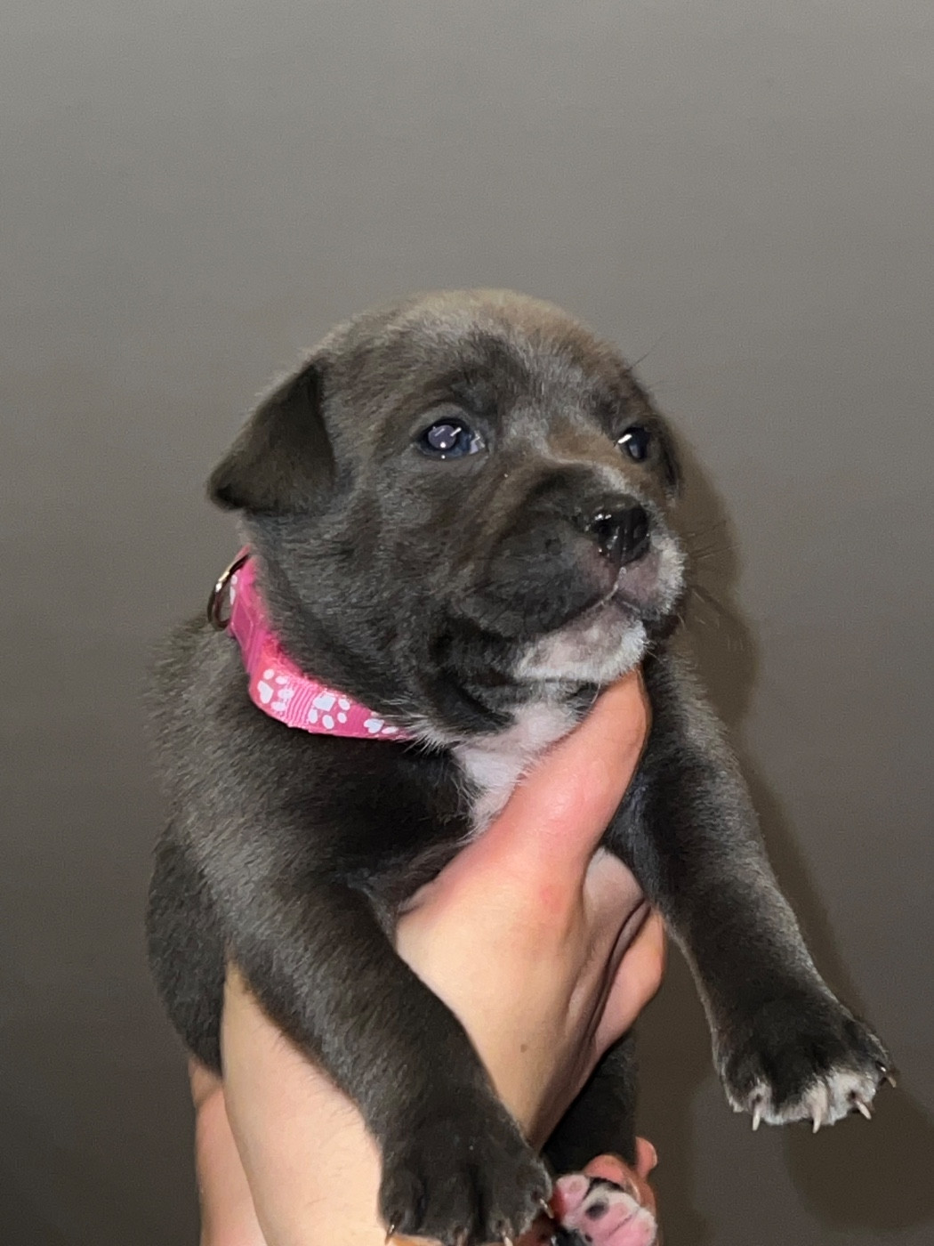 Staffy Turtle's Familly - Chiots disponibles - Staffordshire Bull Terrier