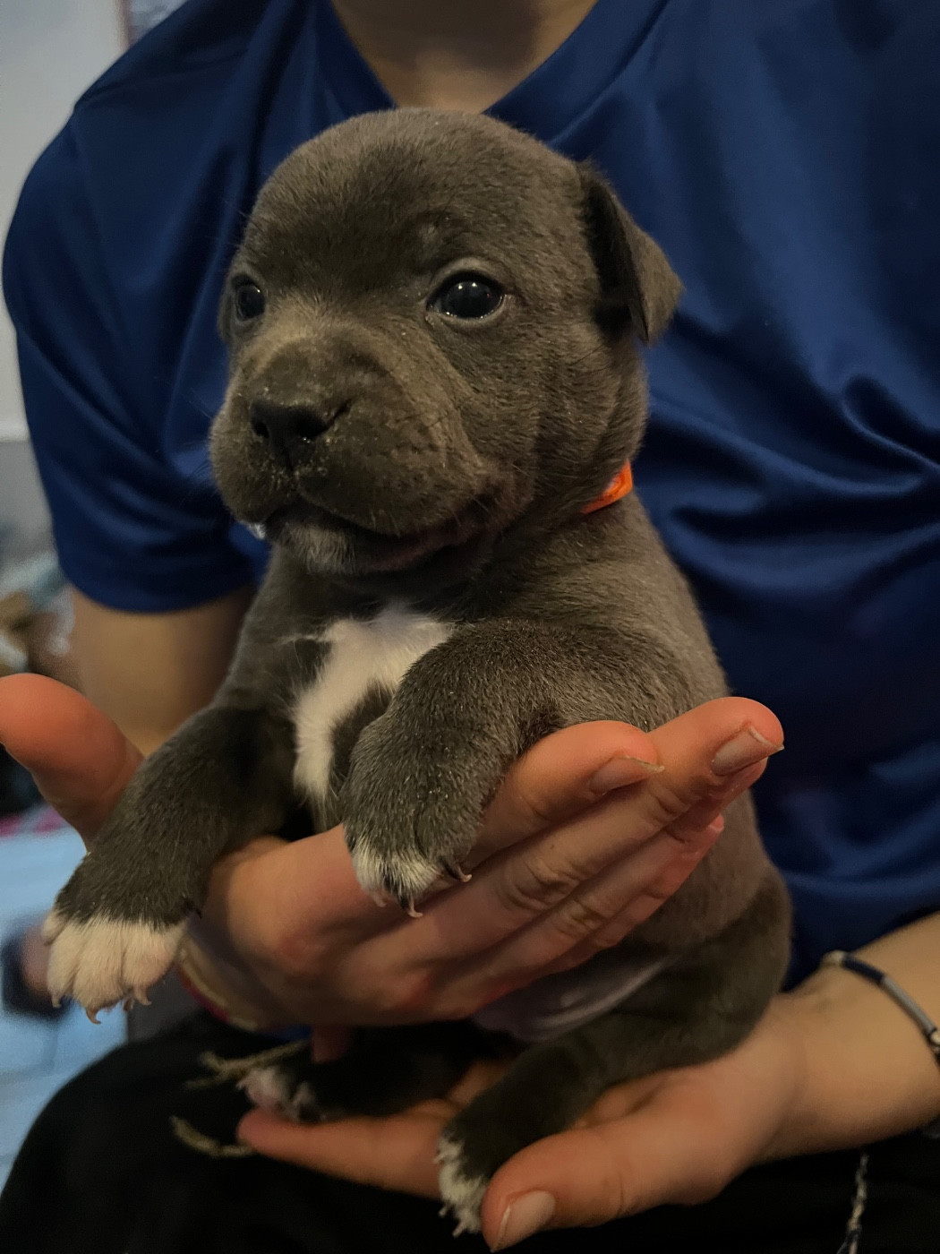 Staffy Turtle's Familly - Chiots disponibles - Staffordshire Bull Terrier
