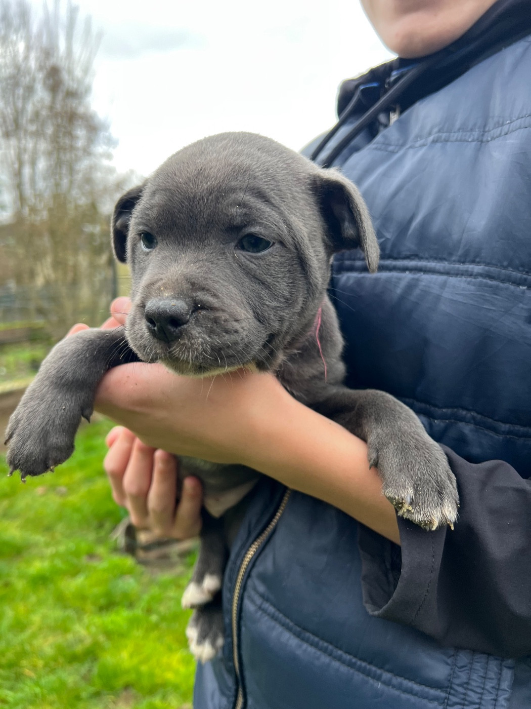 Staffy Turtle's Familly - Chiots disponibles - Staffordshire Bull Terrier