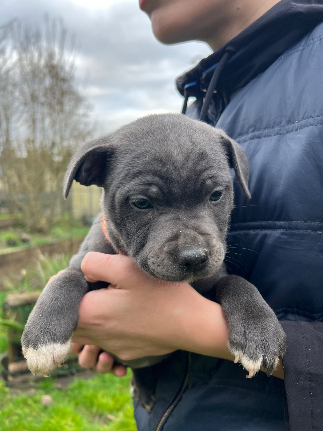 Staffy Turtle's Familly - Chiots disponibles - Staffordshire Bull Terrier