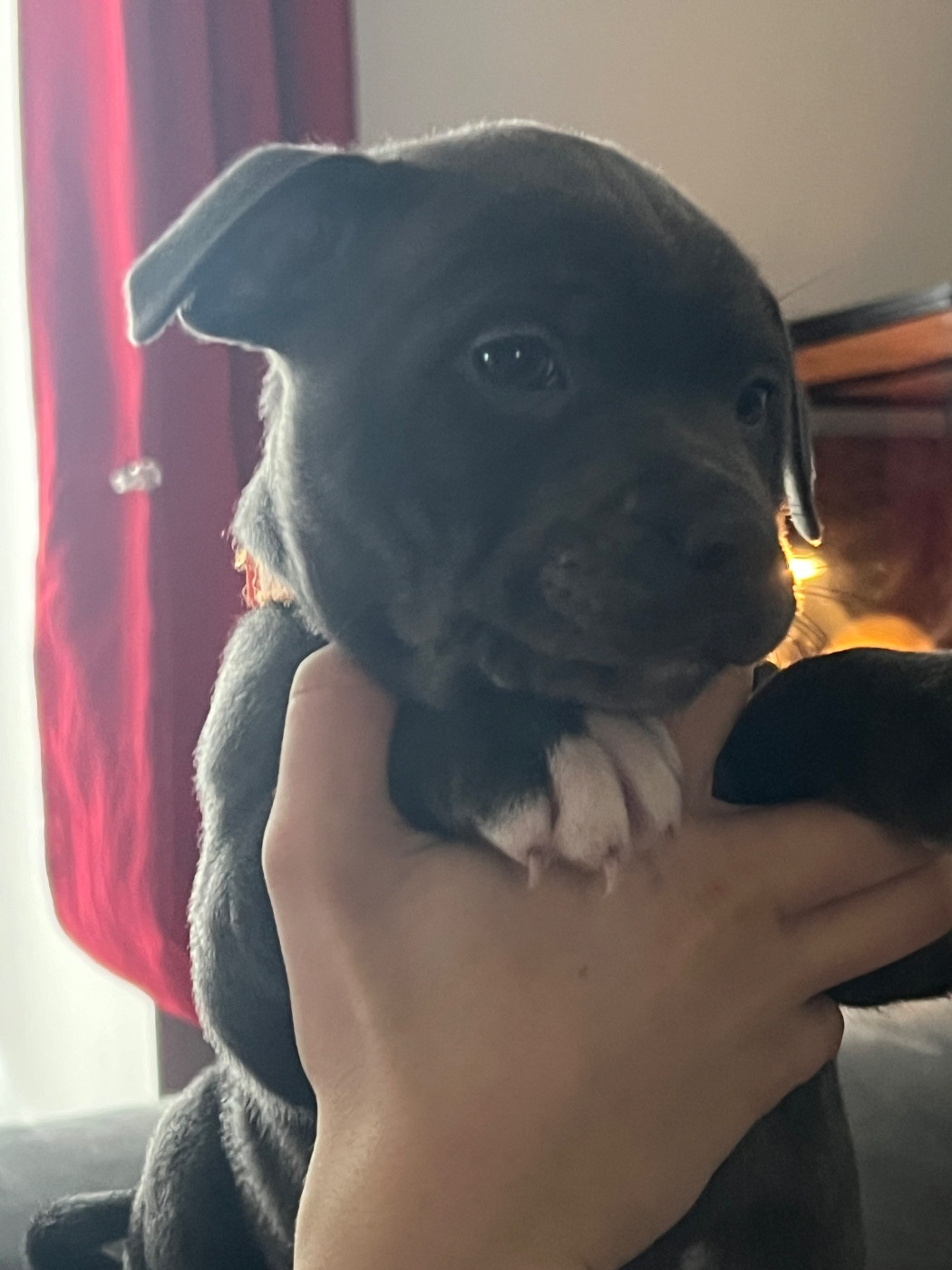 Staffy Turtle's Familly - Chiots disponibles - Staffordshire Bull Terrier