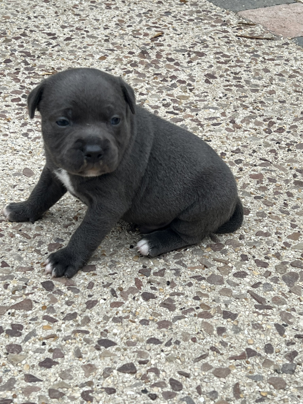 Staffy Turtle's Familly - Chiots disponibles - Staffordshire Bull Terrier