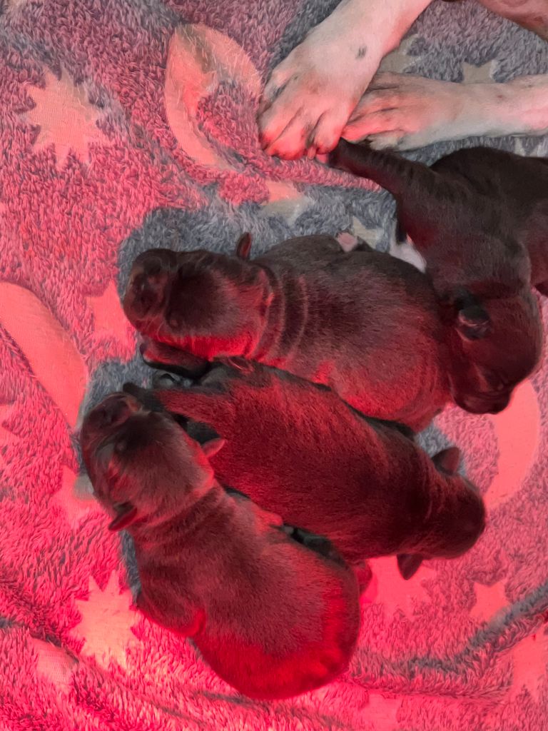 Chiot Staffordshire Bull Terrier Staffy Turtle's Familly